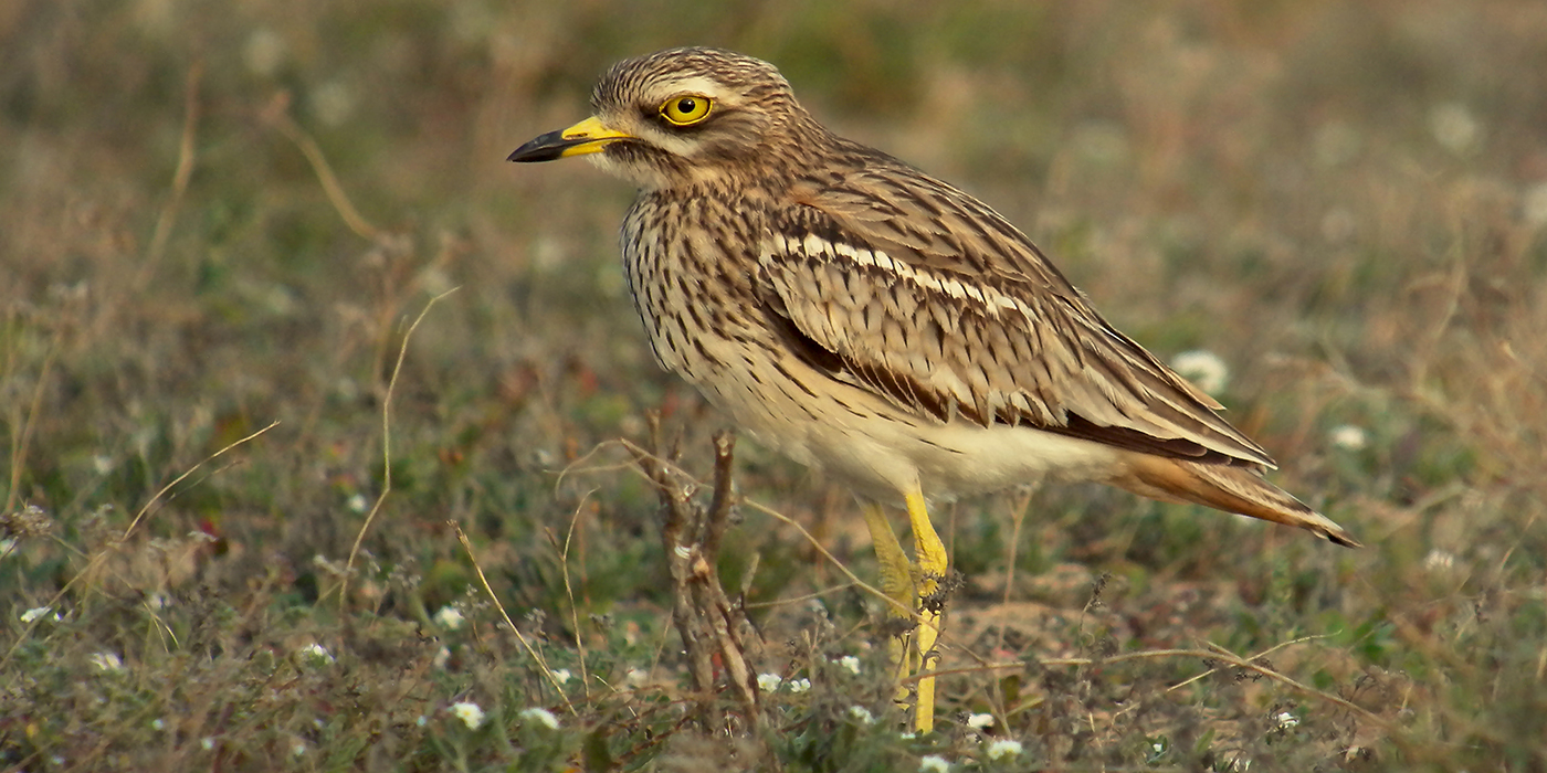 Œdicnème criard dans son milieu naturem